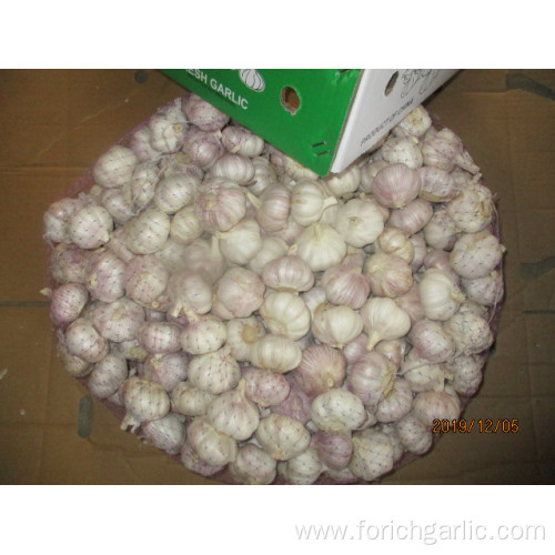 2019 Normal White Garlic